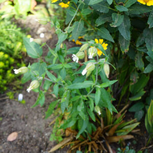 Aften-Pragtstjerne i have, med dag-lukkede blomster