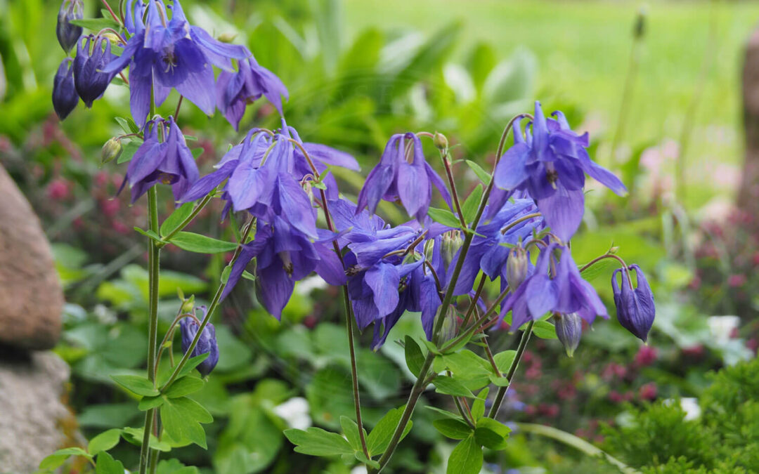 Akelejegalmyg – Macrolabis aquilegiae
