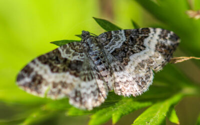 Almindelig Bladmåler Epirrhoe alternata