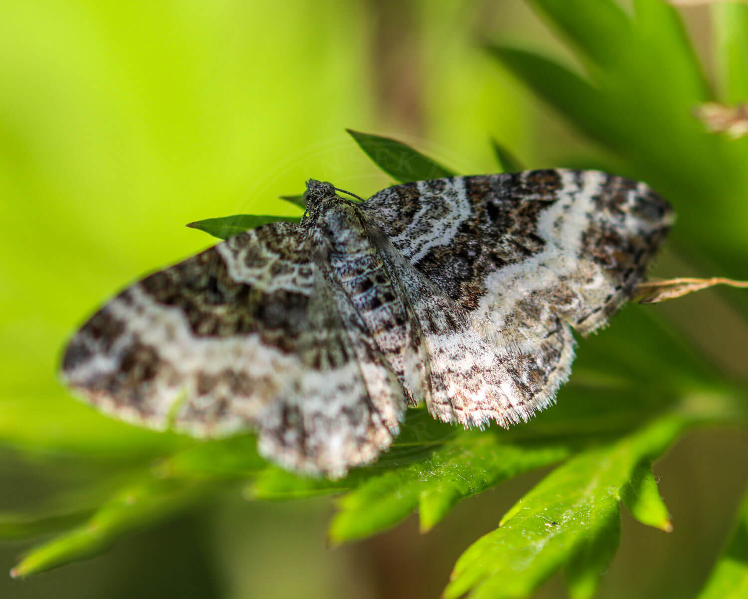 Almindelig Bladmåler med spredte vinger