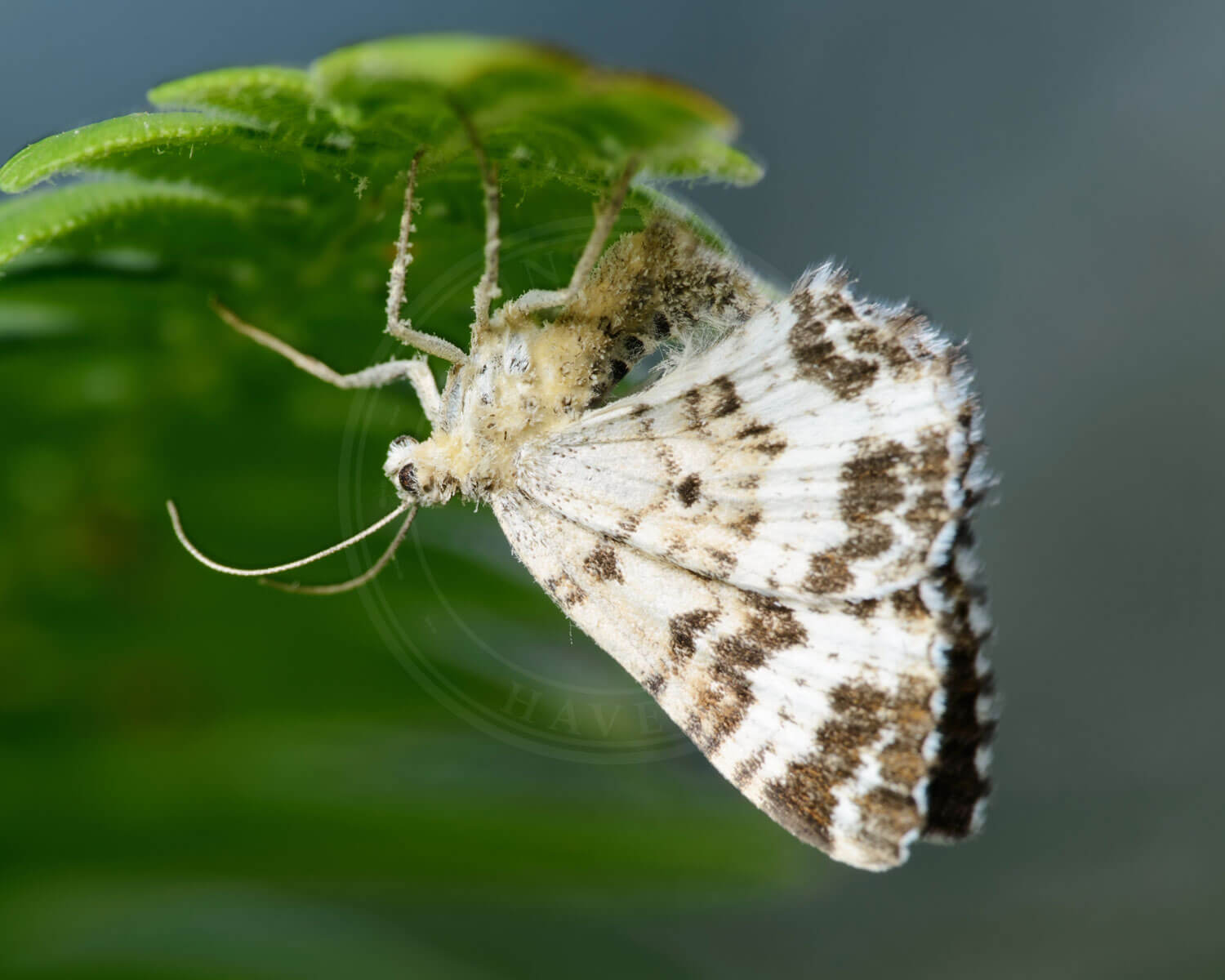 insekthaver almindelig bladmaaler 3