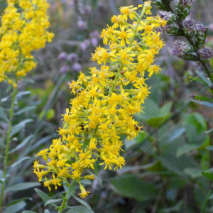 Blomsterstænger af Almindelig Gyldenris