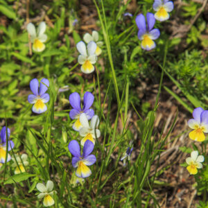 Almindelig Stedmoderblomst blandt græs