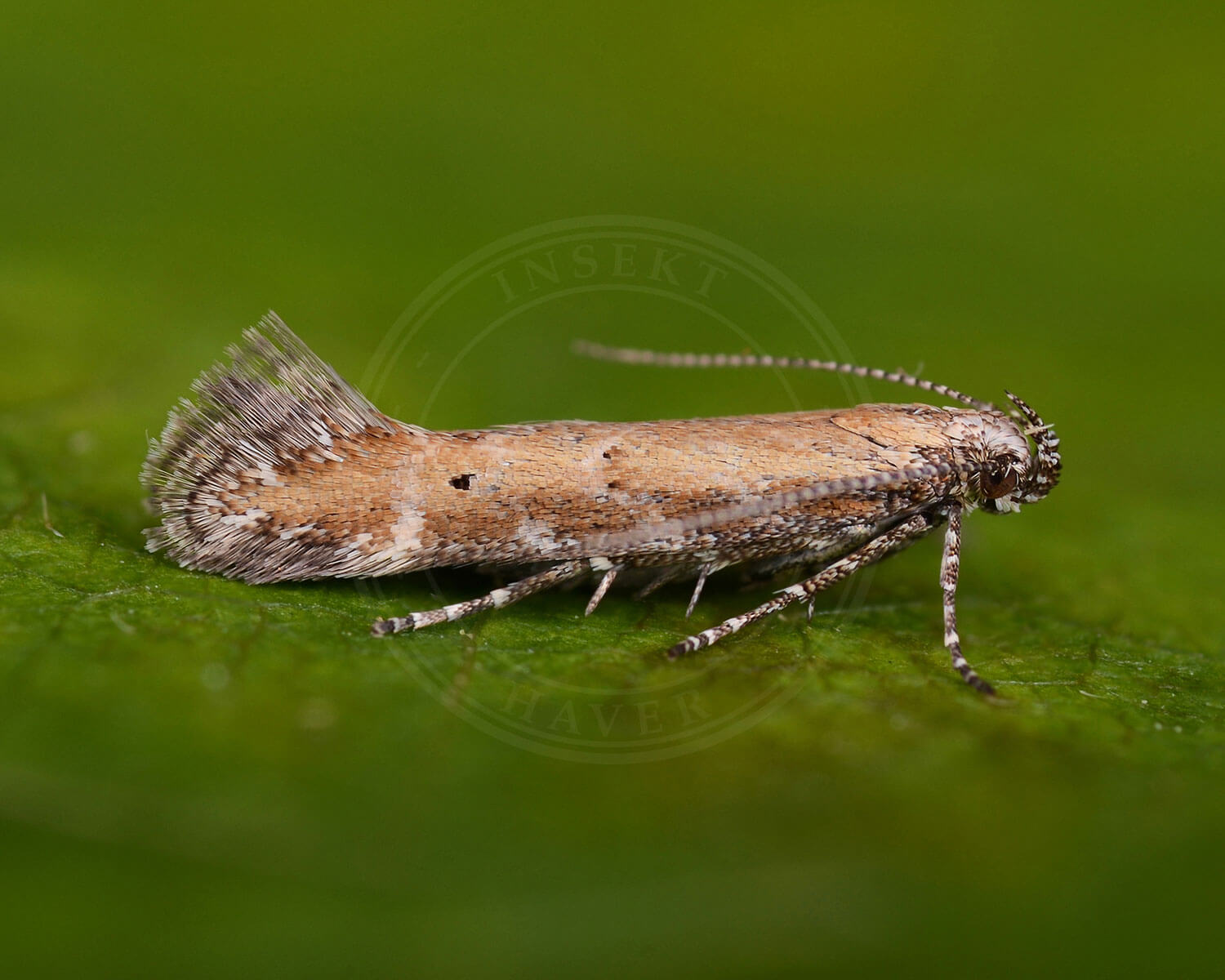 Aristotelia brizella