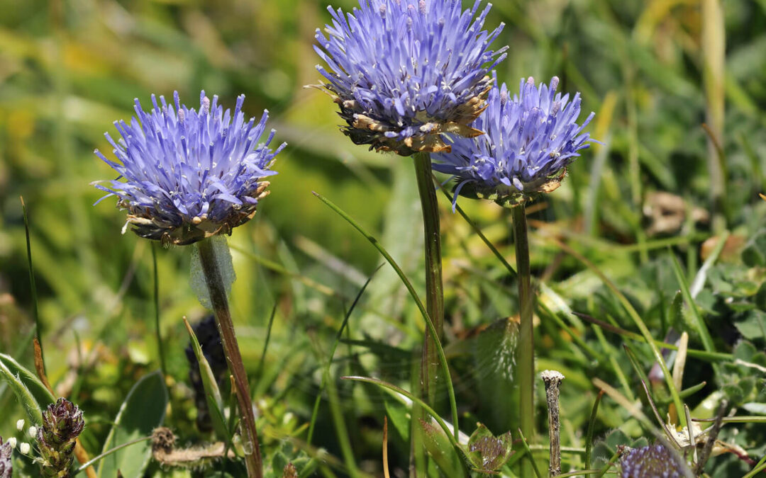 Blåmunketæge – Strongylocoris luridus