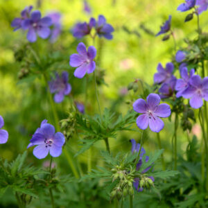 Eng-Storkenæb med flere blomster