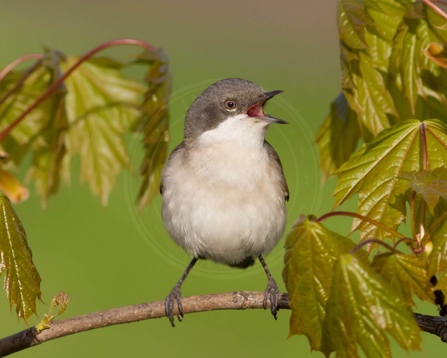 Gærdesanger lever blandt andet af insekter