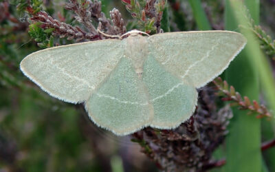 Grøn Lyngmåler Chlorissa viridata