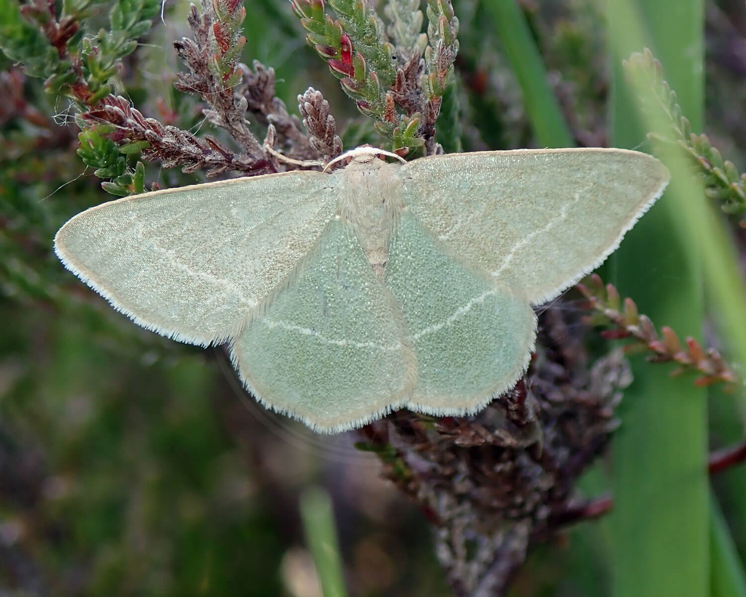 Grøn Lyngmåler – Chlorissa viridata