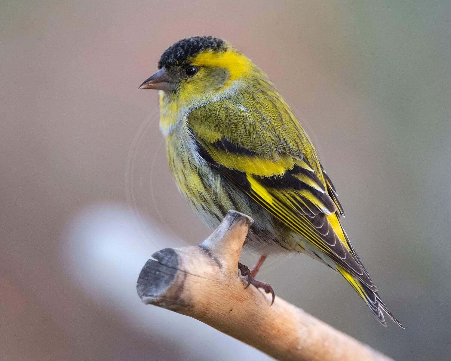 Grønsisken er en af de fugle der lever af insekter