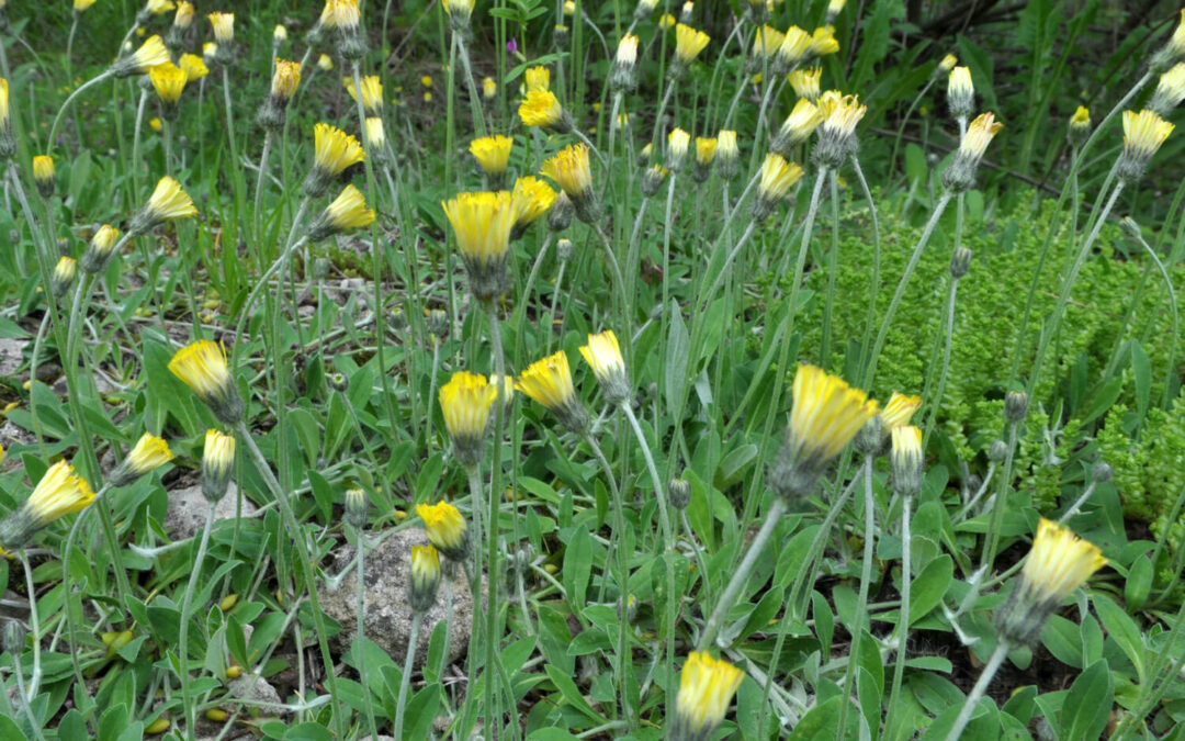 Aulacidea pilosellae