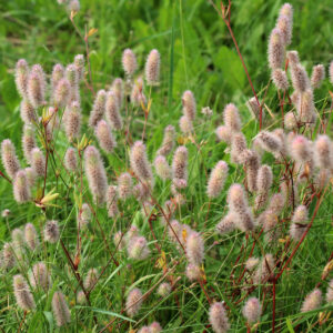 Hare-Kløvers flotte dunede blomster