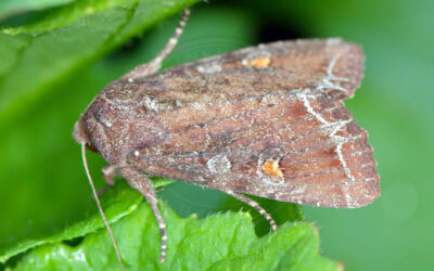 Haveugle Lacanobia oleracea