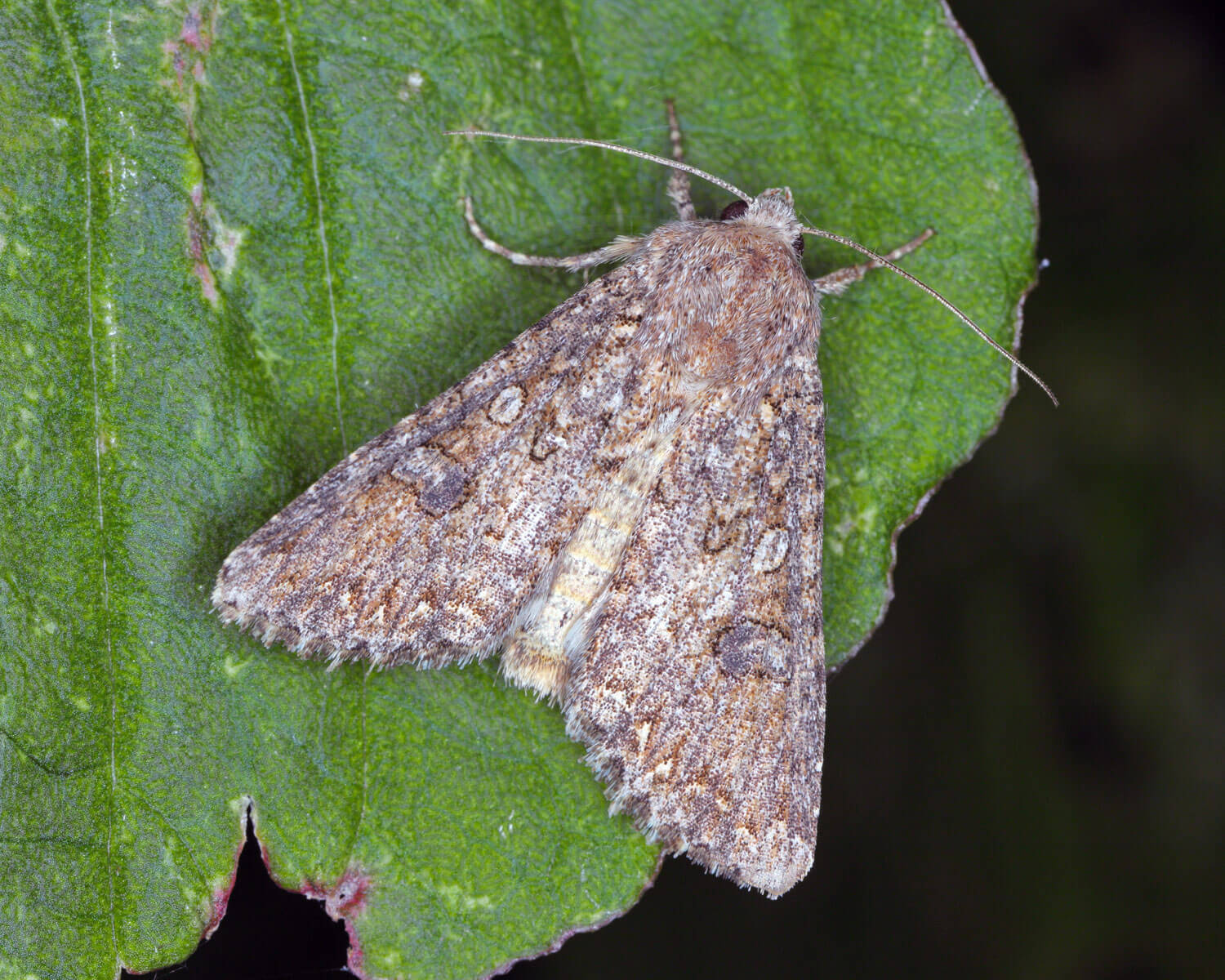 Kålugle siddende på blad