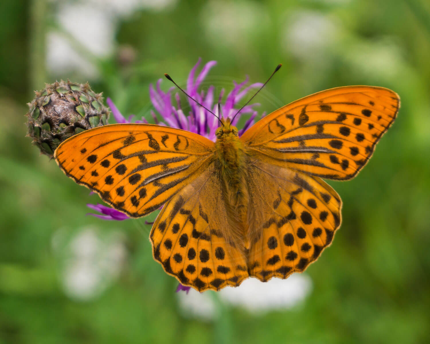 Klitperlemorsommerfugl set med sprætte vinger