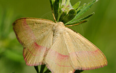 Lædermåler Rhodostrophia vibicaria