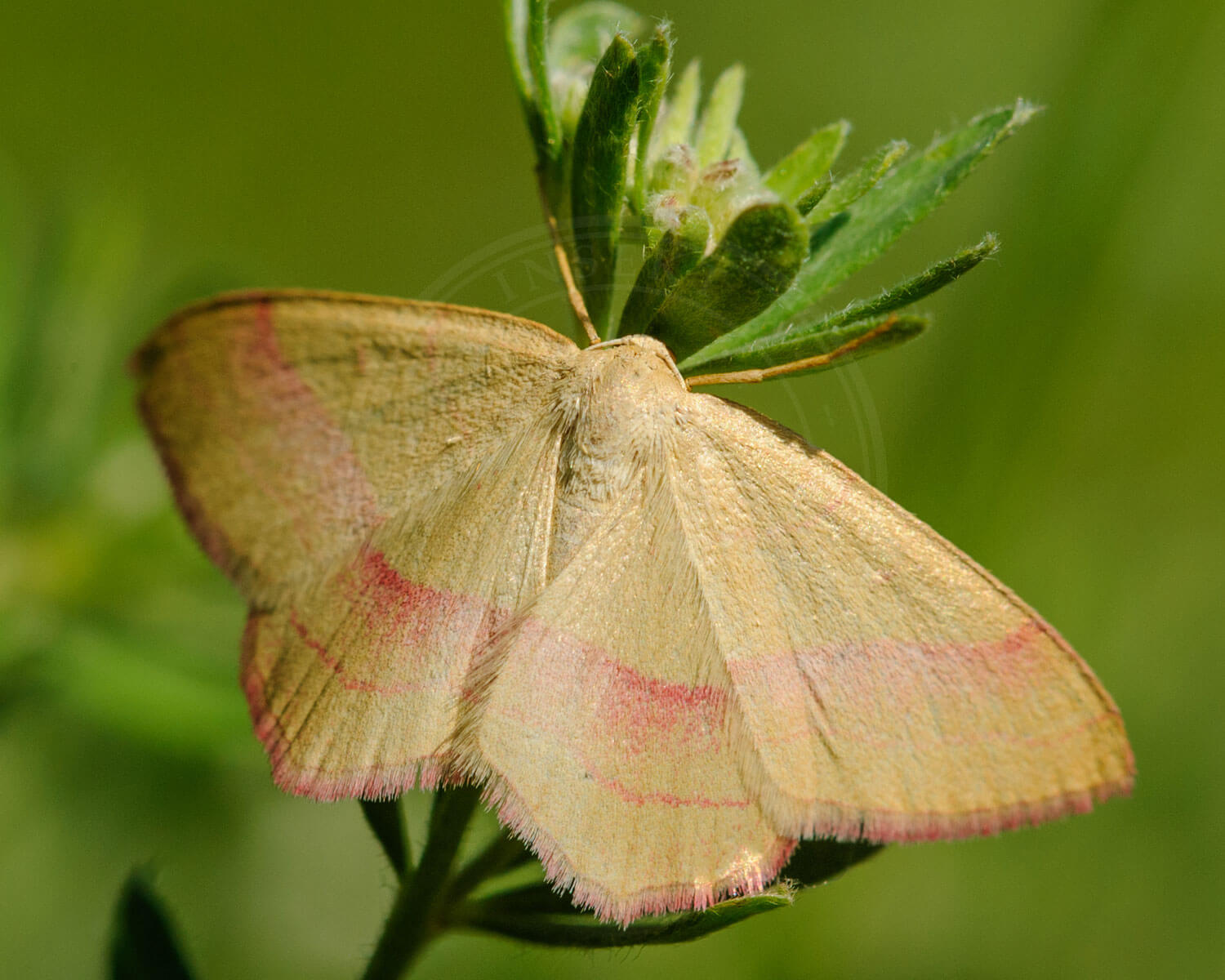 Lædermåler med den flotte røde stribber
