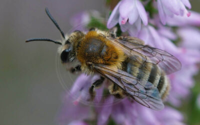 Lyngjordbi Andrena fuscipes