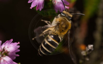 Lyngsilkebi Colletes succinctus