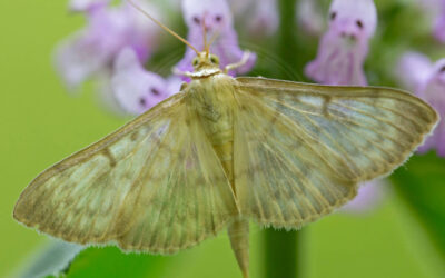 Perlemorshalvmøl Patania ruralis