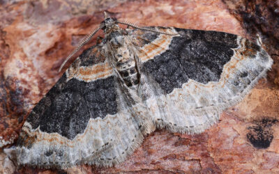 Rustbladmåler Xanthorhoe ferrugata