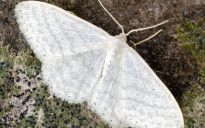 Silkeglans Engmåler Idaea subsericeata