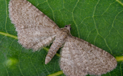 Skjallerdværgmåler Eupithecia plumbeolata