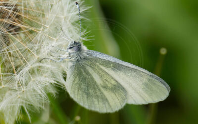 Skovhvidvinge Leptidea sinapis