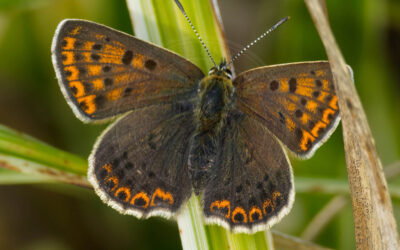 Sort Ildfugl Lycaena tityrus