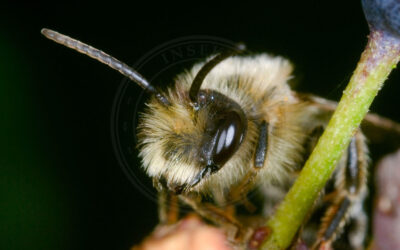 Sølvjordbi Andrena argentata