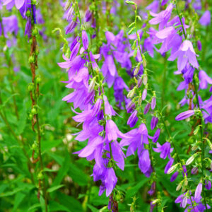 Flere blomstrende Nælde-Klokke