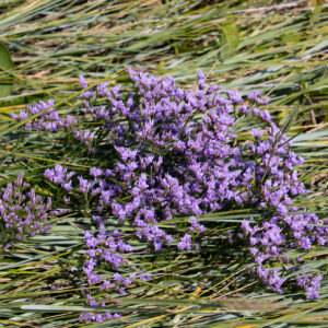 Tætblomstret Hindebæger mellem græs