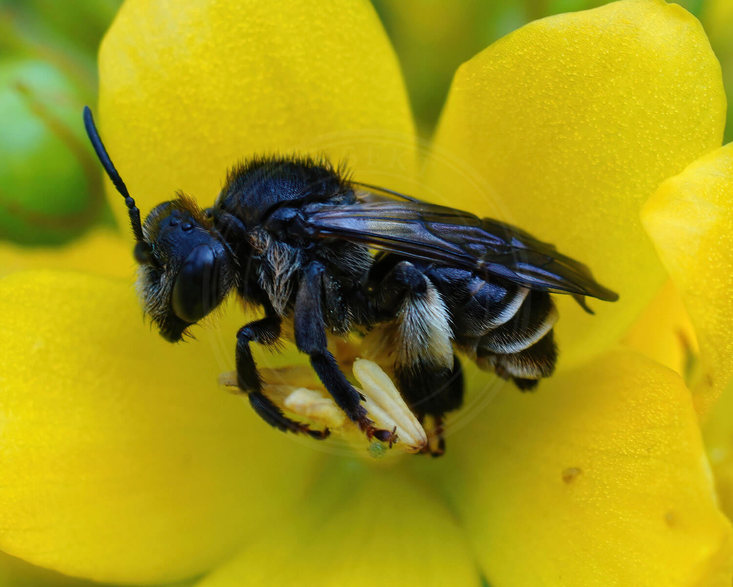 Hvidbenet Oliebi sidder på en Fredløs blomst