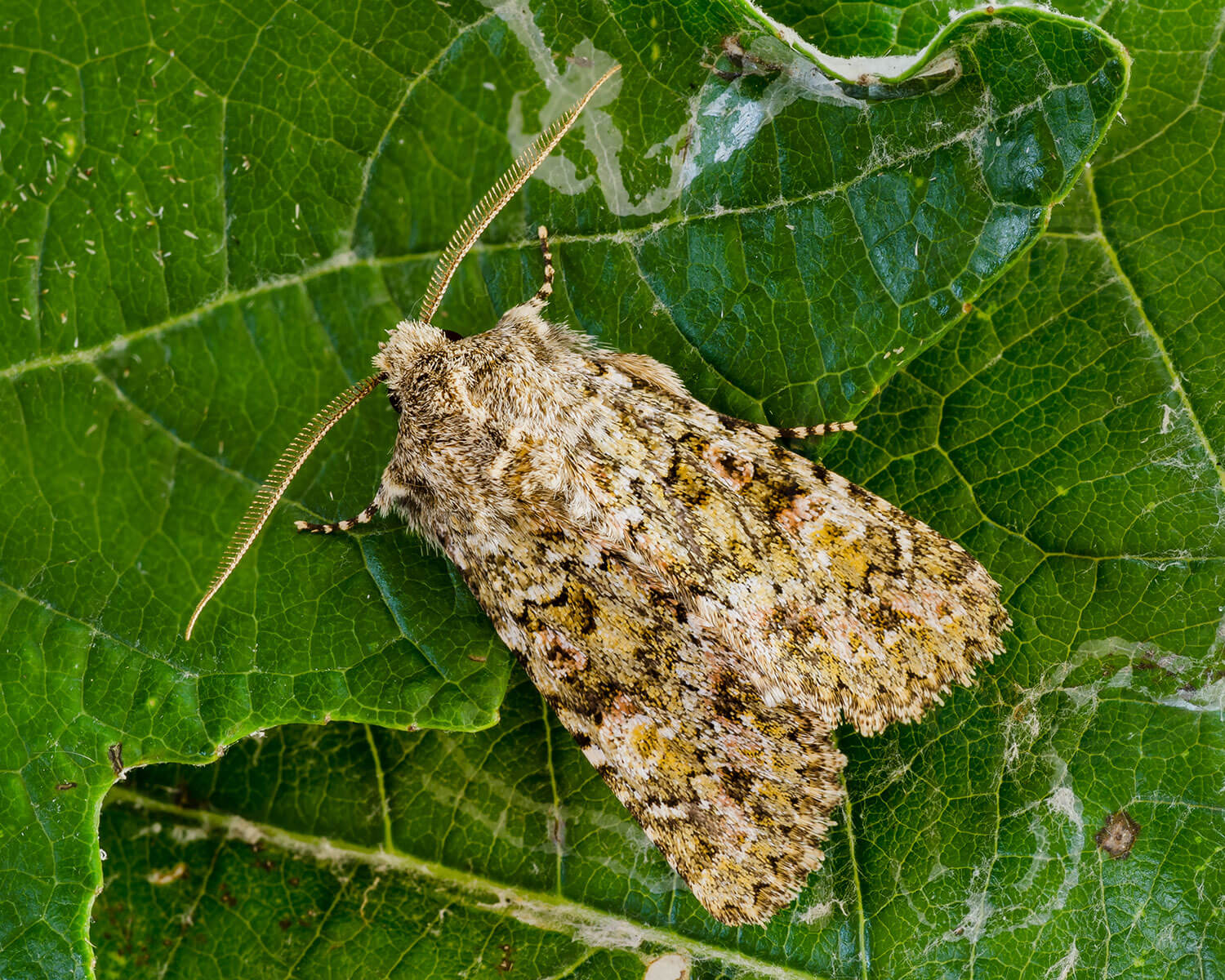 En Lav-Ugle sidder på et blad