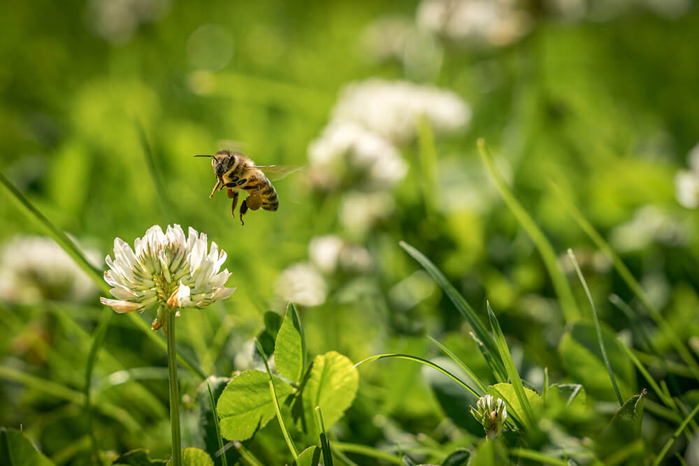 Biodiversitet i private haver