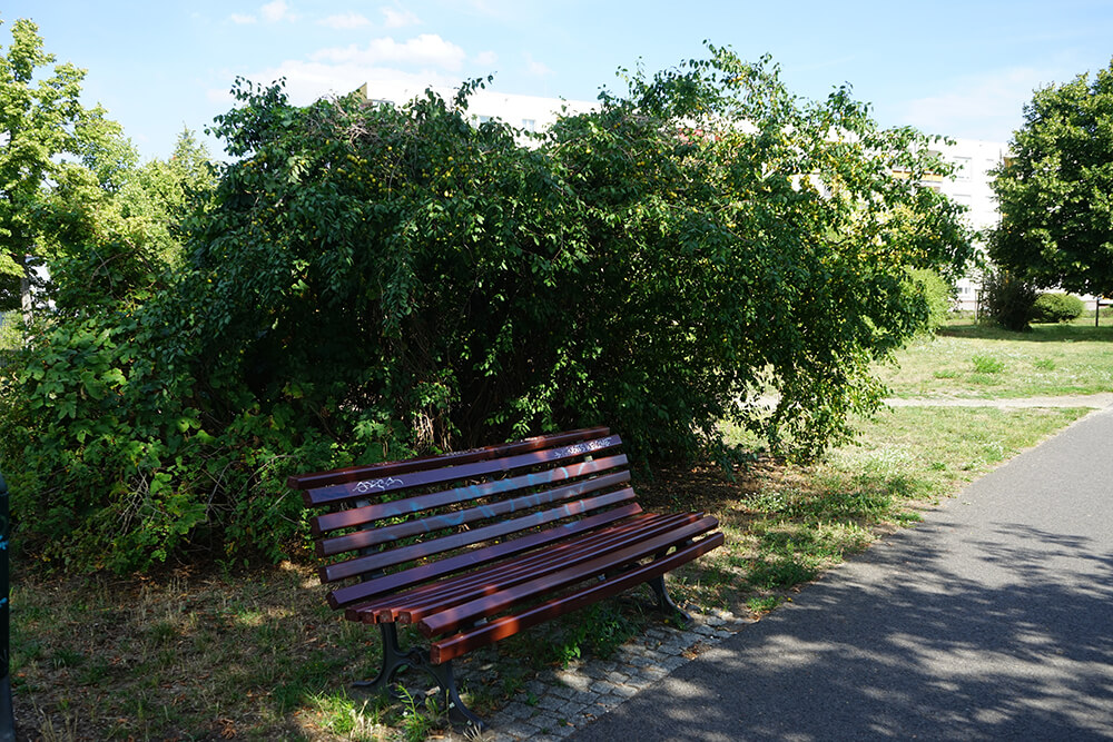 Buske er gode for biodiversiteten i private haver