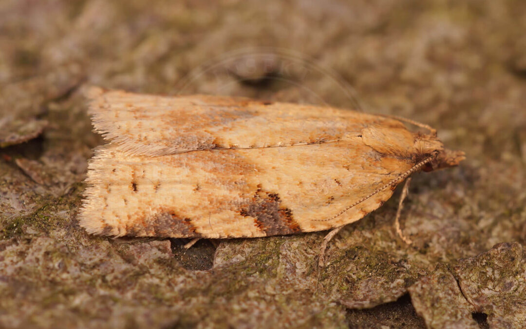 Clepsis spectrana på et stykke bark