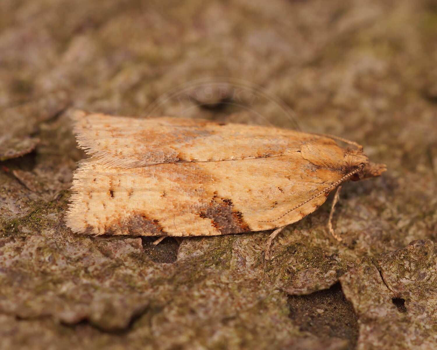 Clepsis spectrana på et stykke bark