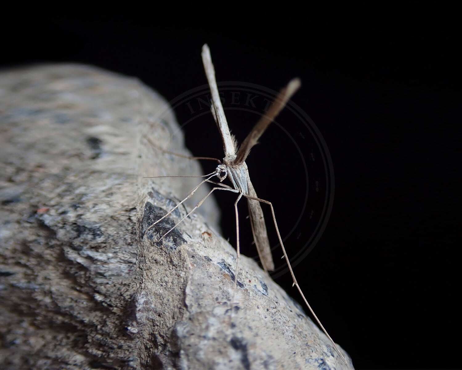 Hindebægerfjermøl – Agdistis bennetii