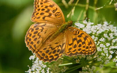 Kejserkåbe Argynnis paphia