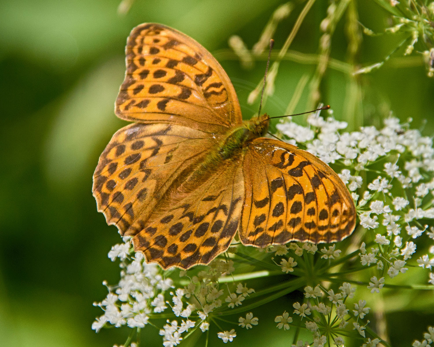Kejserkåbe sidder på skærmplante