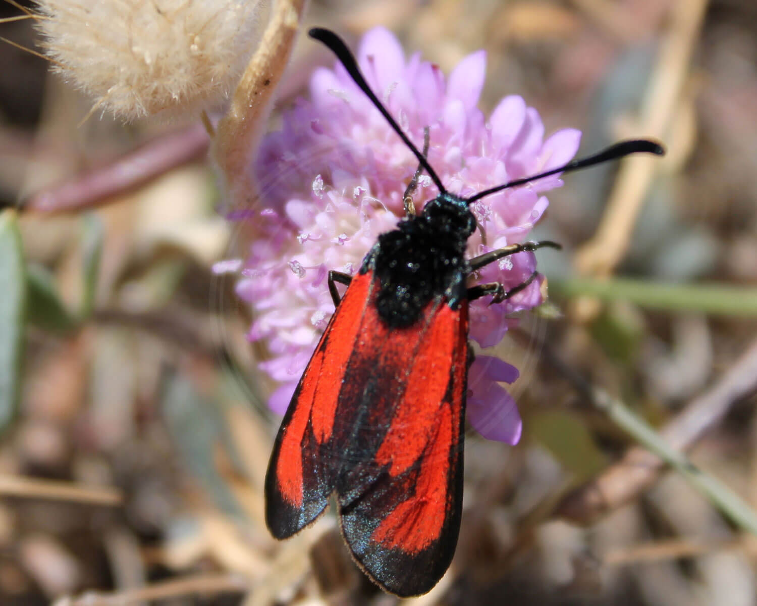 Pimpinellekøllesværmer sidder på en af sine ynglingsnektarkilder