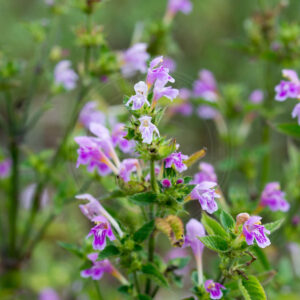 Almindelig Hanekro med de flotte blomster