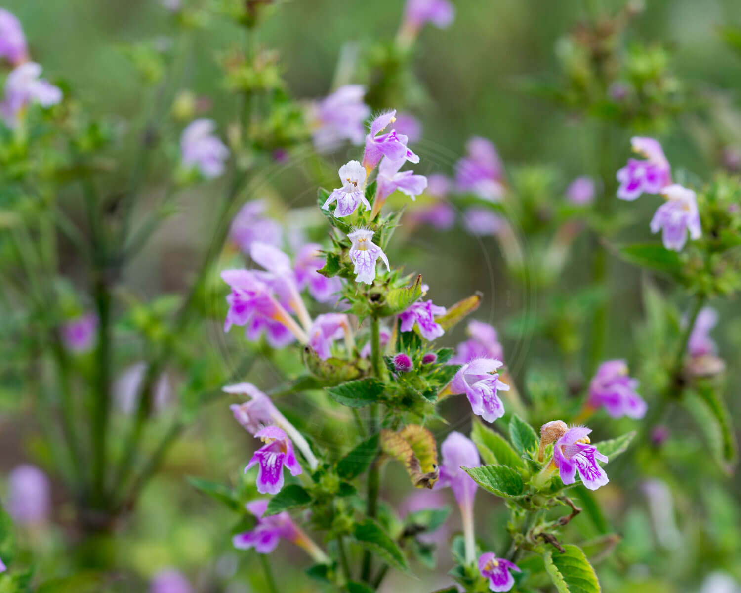 Almindelig Hanekro får de flotteste lyserøde læbeblomster