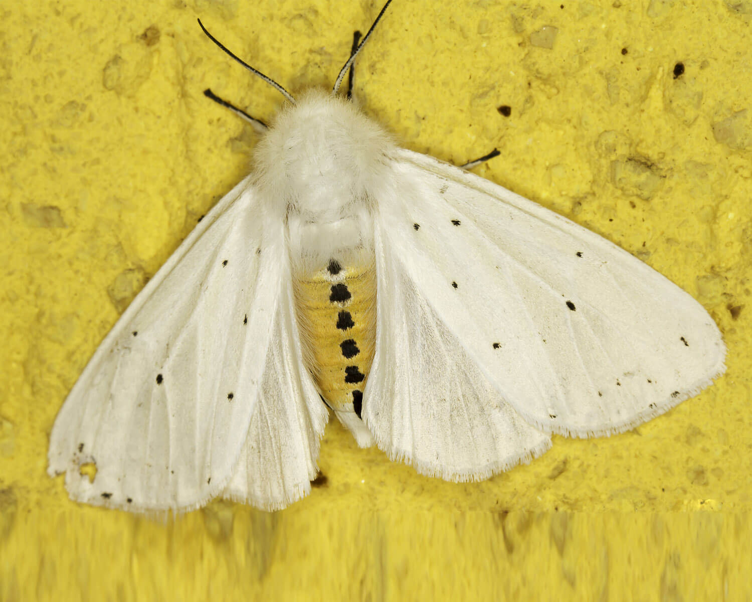insekthaver_almindelig_tigerspinder_1 Almindelig Tigerspinder sidder på en gul væg