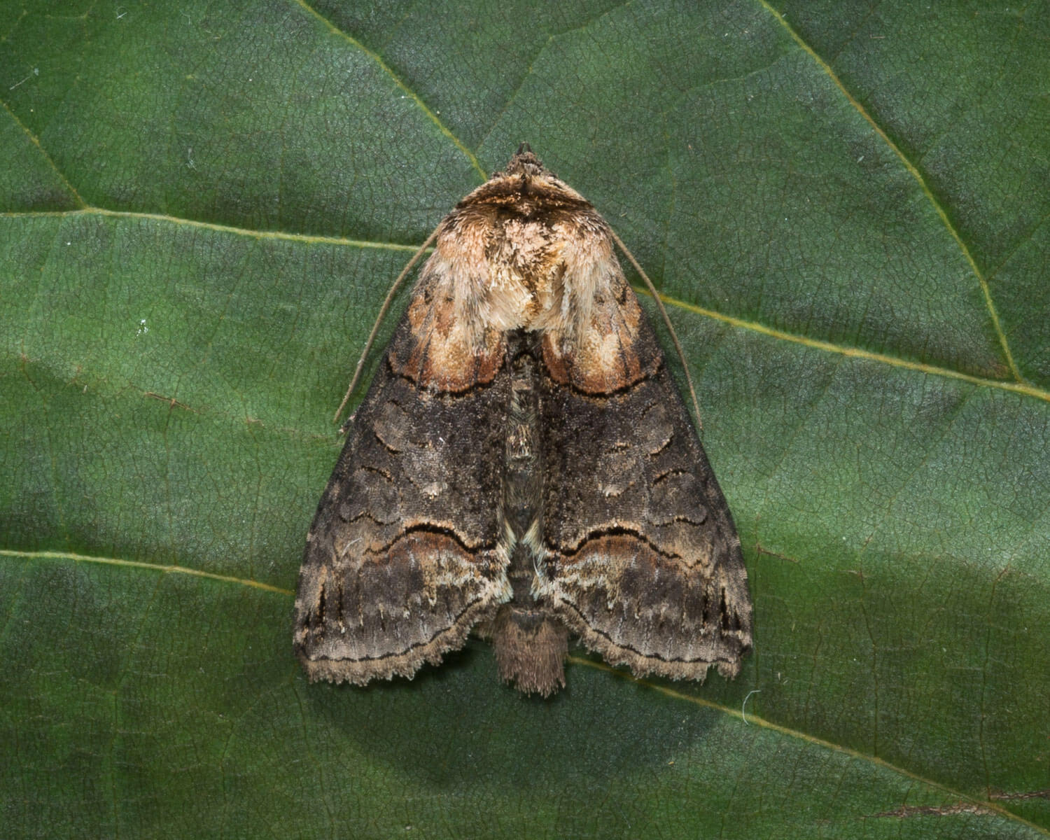 Brun Brilleugle sidder på blad