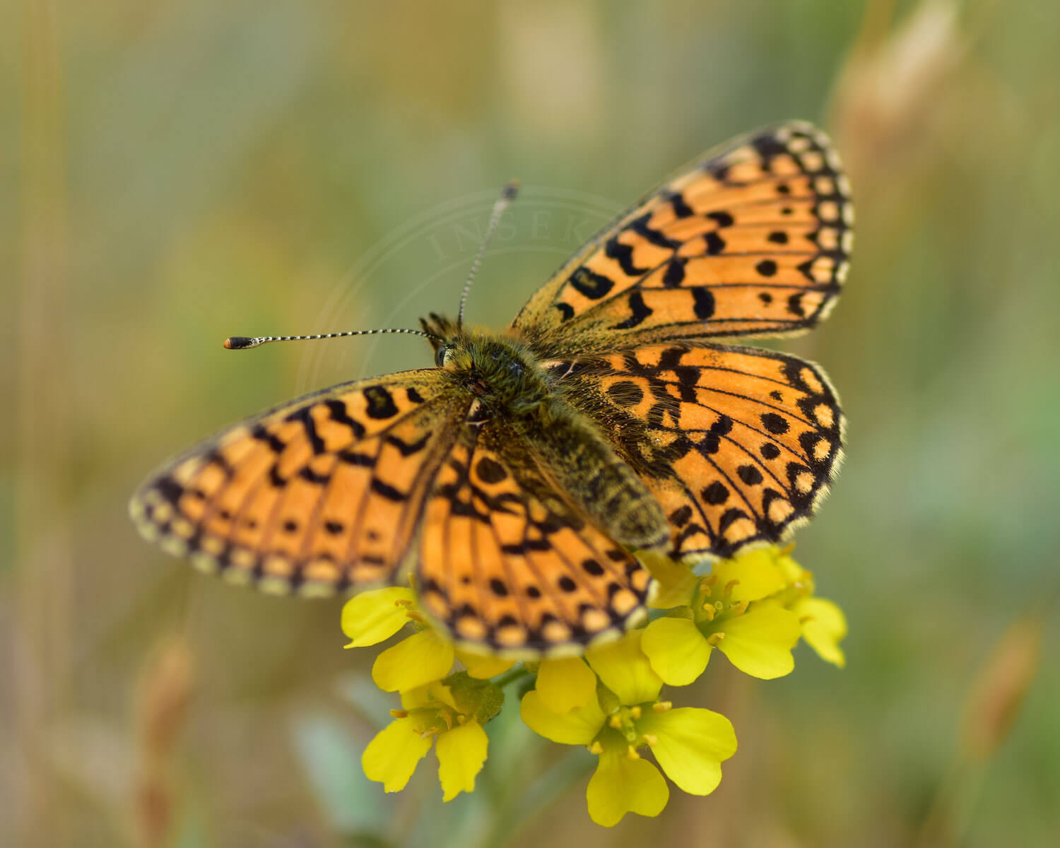 Brunlig Perlemorsommerfugl set fra oven, så man kan se dens vinger