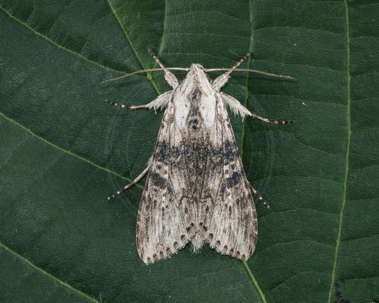 Bynke-Hætteugle sidder på et blad så man kan se hvor flot den er