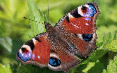 Dagpåfugleøje Aglais io
