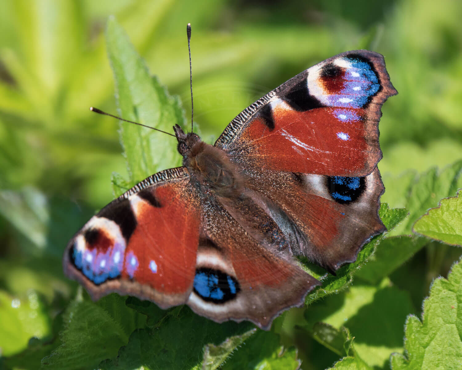 Dagpåfugleøje set med vingerne bredt ud